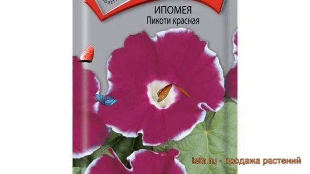 Ипомея пикоти Пикоти красная (pikoti krasnaya) ? обзор: как сажать, семена ипомеи Пикоти красная смотреть онлайн