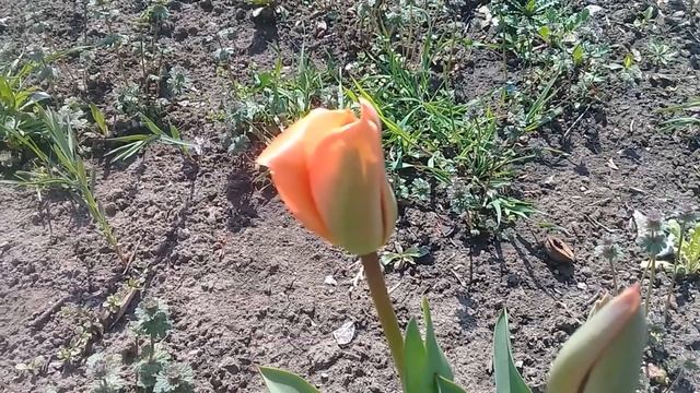 Советы о питании живой пищей для оздоровления организма смотреть онлайн