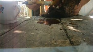 Кнемидокоптоз у кур.  Лечение