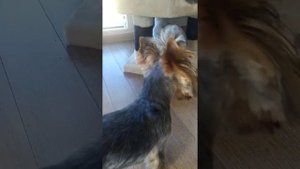 Две собаки, кошка и перепёлки дома