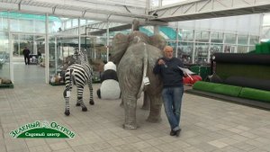 Вопрос, прививка поросли груши