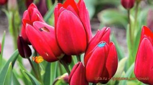 Тюльпан многоцветковая Файри Клаб ? обзор: как сажать, луковицы тюльпаны Файри Клаб