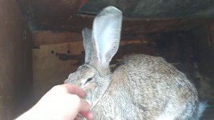 Кролики Фландр | Обзор кроликов в хозяйстве!!!