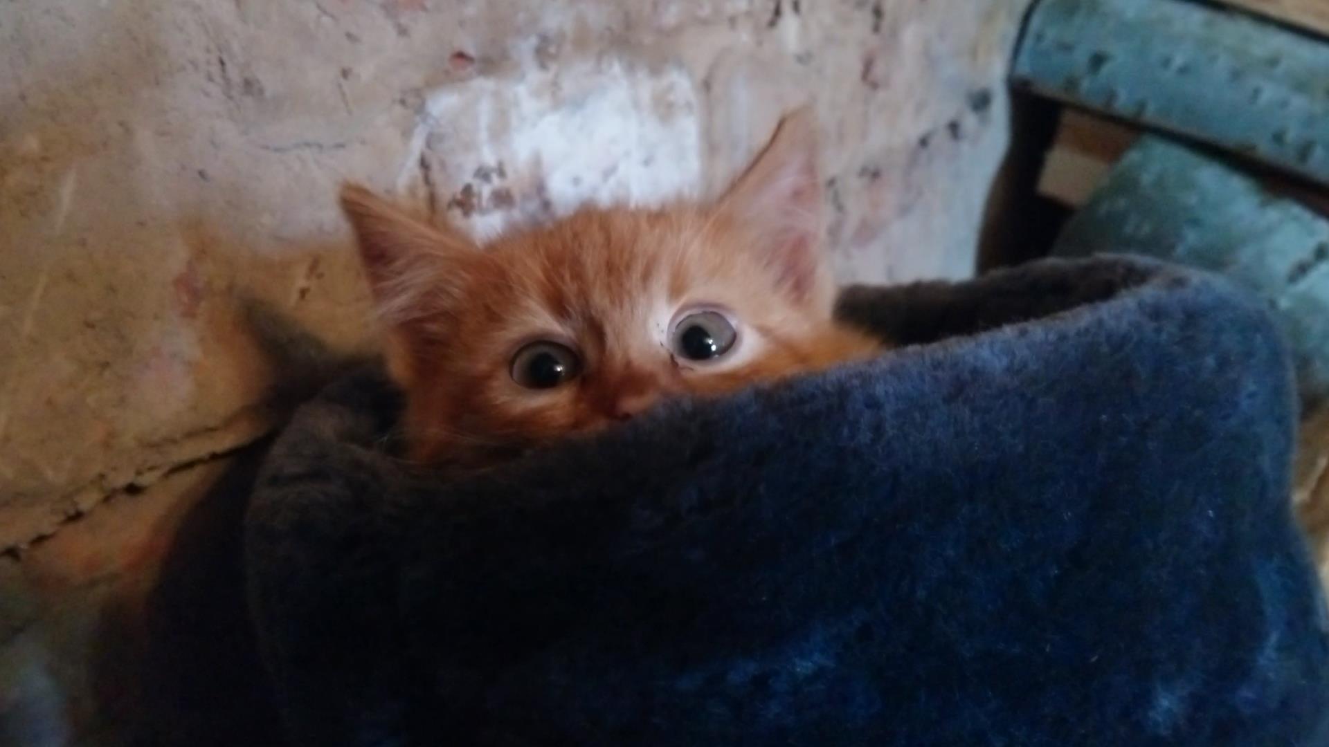 Потому что безопасно смотреть онлайн