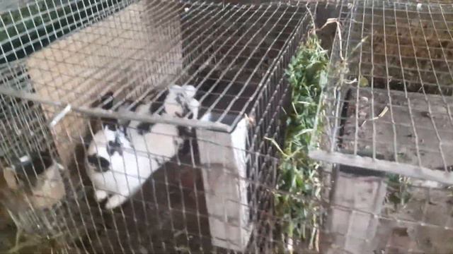 Летнее содержание кроликов смотреть онлайн