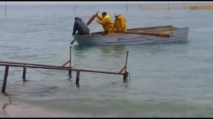 Кефаль как ее ловят