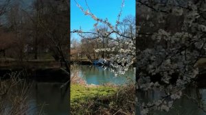Невероятная природа Архипо-Осиповки 🌤️ Весна 2024 года 🌿 Благодарим за видеоролик: @atrium_star