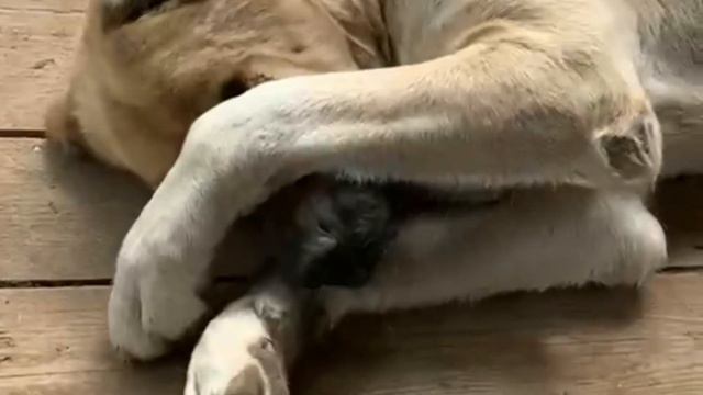 Гончик Пончик! #армянский #собака #гампр #гончик #пёс #пончик смотреть онлайн