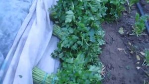 Выращивание петрушки в теплице