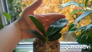 Орхидея фаленопсис Phal. Hsin Spot Eagle ( спот игл)