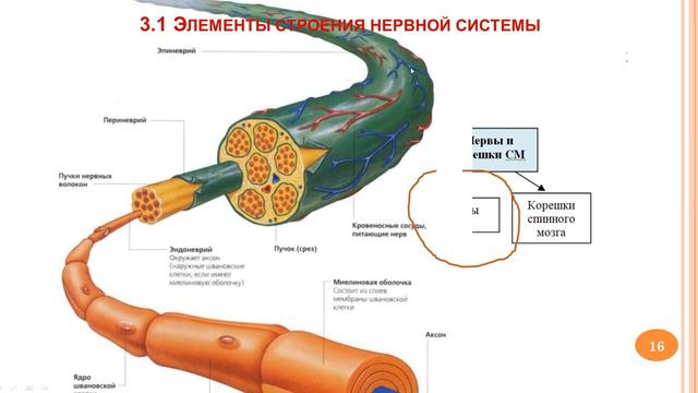 Общий план строения нервной системы _03