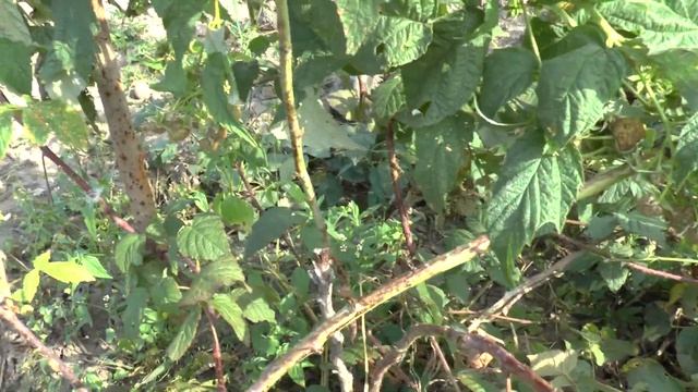 Обзорное видео о ремонтантной малине "Рубиновое ожерелье". смотреть онлайн