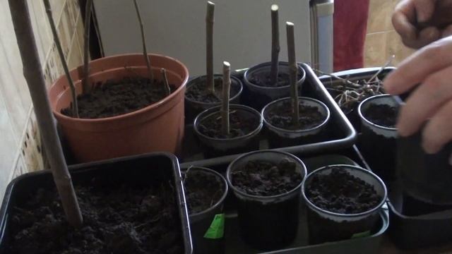 Посадка инжира и павловнии в декабре черенками. смотреть онлайн