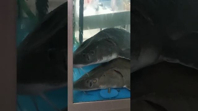 Осётр в "Ленте" смотреть онлайн