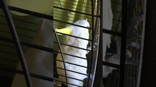 Какаду Кирюня разговаривает смотреть онлайн