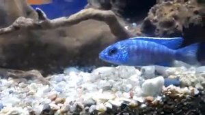 Аулонокара Ньяса голубая (Aulonocara nyassae var. 'Blue')