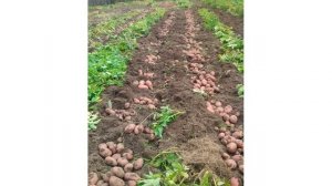 Сорт картофеля «Зарница»