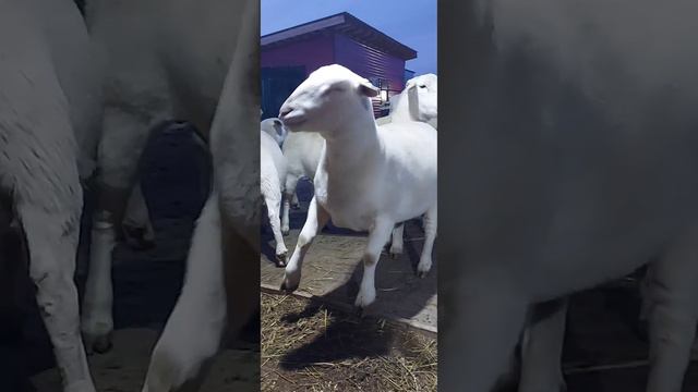 Дружелюбные овечки Белого Дорпера / Friendly sheep of the White Dorper