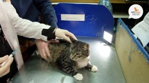 Как дать кошке таблетку? Как сделать укол? - Школа "Муркоши" #5