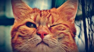 Кот и Патриарх ☦ ПРАВОСЛАВНЫЕ ИСТОРИИ