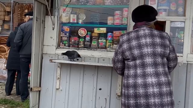 Наглый и смелый ПТИЦ!!! (начало) смотреть онлайн