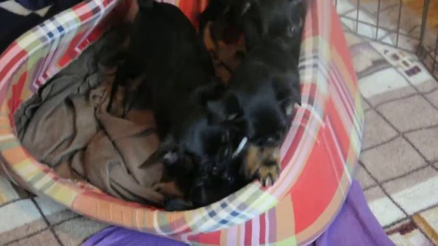 белая лента3 смотреть онлайн