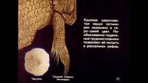 Кистепёрые и двоякодышащие рыбы