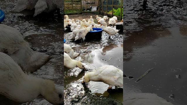 А у нас сегодня грязь, а у Вас? 🤔🌡️💦️🤷♂️