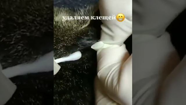 удаляем клеща у кота смотреть онлайн