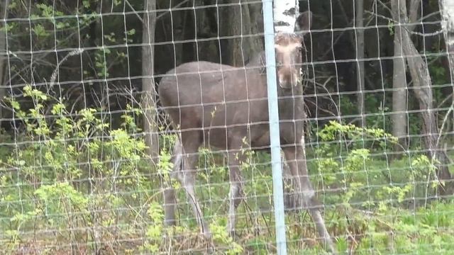 "Лось" Кострома-Судиславль смотреть онлайн