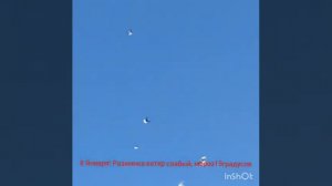 Серпатые голуби липецкой области