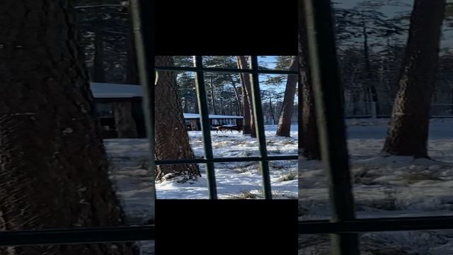 #белоруссия #беловежскаяпуща #олень #январь2024