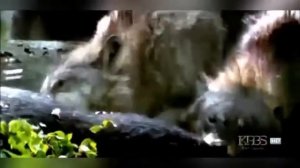 волки против медведя