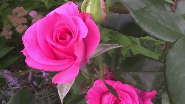 Мои безымянные розы.mp4 смотреть онлайн