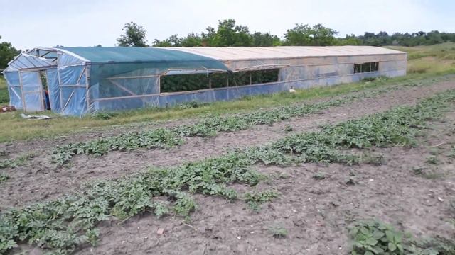 тепличный бизнес. Огурцы в теплице и  открытом грунте помидоры и арбузы.