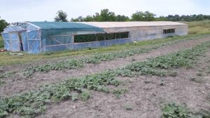 тепличный бизнес. Огурцы в теплице и  открытом грунте помидоры и арбузы.