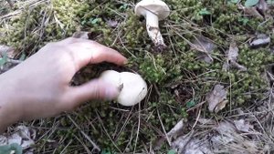 Грибы в Мае. Какие грибы Растут в Мае. / Северный Кавказ / Путешествие