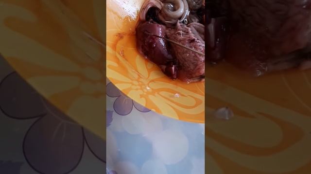 Осторожно паразиты в омуле! Что жрет омуль.