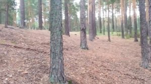 Озеро Гурино в Тугулымском районе Свердловской области