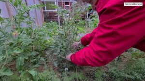 ВЕРТИКАЛЬНАЯ ПОДВЯЗКА КУСТОВ ТОМАТОВ