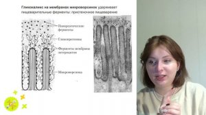 Пищеварительная система за 60 минут