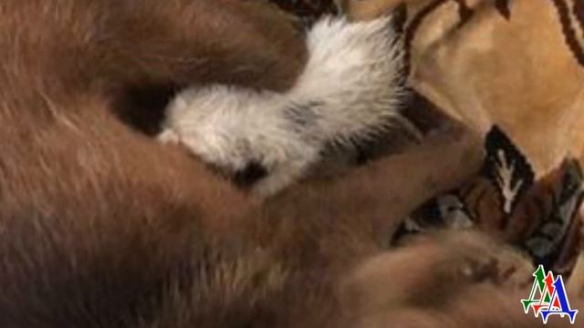 Все бросили умирающего котенка… Но уличная дворняга не смогла, и после смерти щенков решила, что… смотреть онлайн