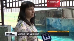 Милые хищники - в нижегородском зоопарке "Лимпопо" отметили День выдр