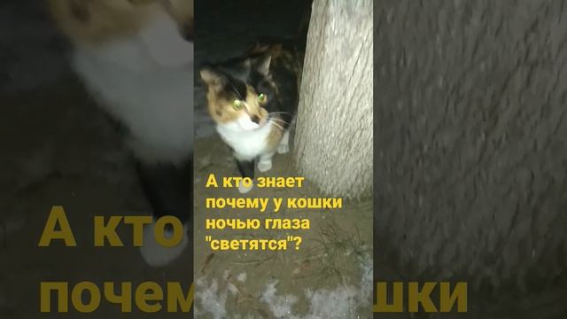 Почему у кошки глаза"светятся"?