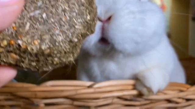 САМАЯ МИЛАЯ ПОРОДА КРОЛИКОВ! смотреть онлайн