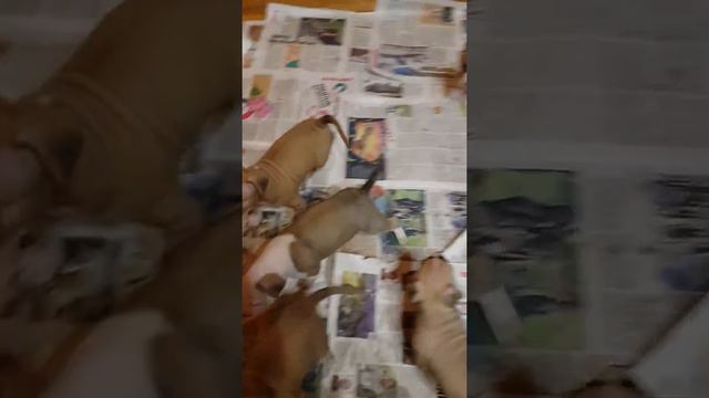 Питомник Амстаффов  GaidJewel's . Litter "J". 19.12.2019