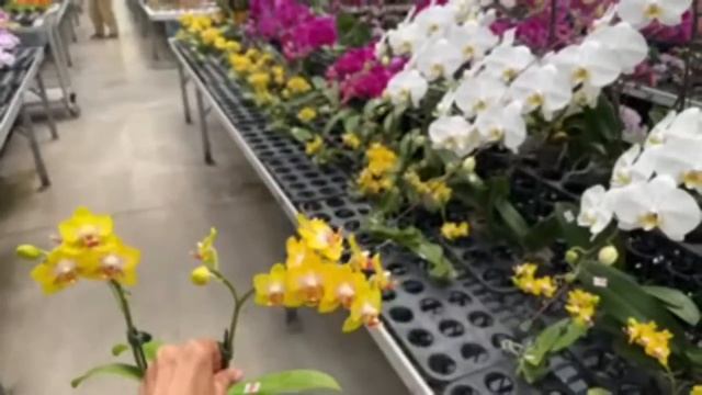 Магазин орхидей в Азии -ОГРОМНЫЙ смотреть онлайн