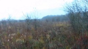 Охота с русско-пегой гончей на косулю 2020.