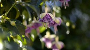 Фуксия Lenny-Erwin, видеопортрет