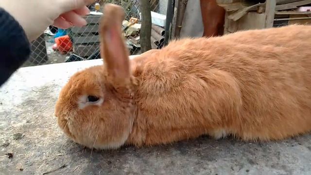 Кролики, Новозеландский красный. Самец 8 месяцев. смотреть онлайн